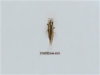 藏品(雙帶長苔蛾)的圖片